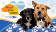 9/17/2026 | Elara, Archer and Charlotte | Mark's Furry Friends