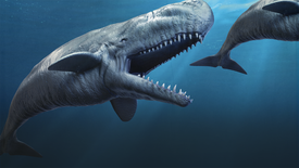 Could This Sperm Whale Eat The Meg?: asset-mezzanine-16x9