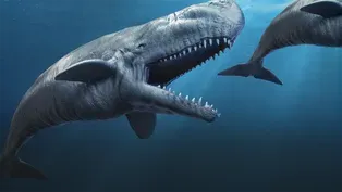Could This Sperm Whale Eat The Meg?