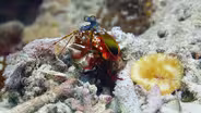 This Creature Packs the Most Powerful Punch in the World