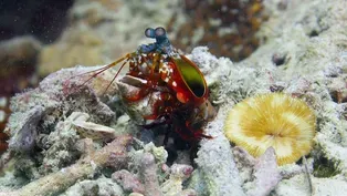 This Creature Packs the Most Powerful Punch in the World