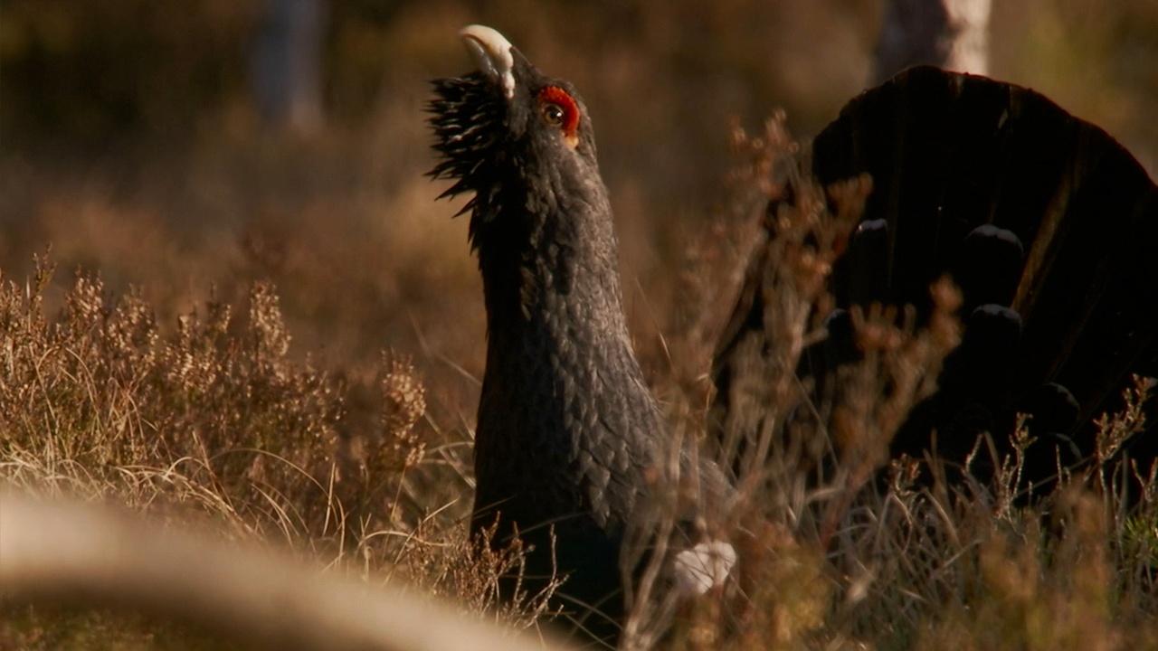 Capercaillies Battle for the Right to Mate
