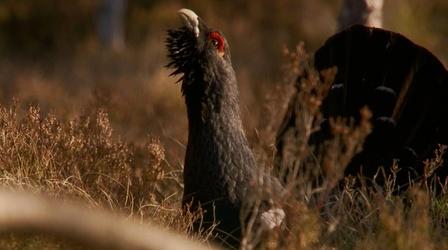 Video thumbnail: Nature Capercaillies Battle for the Right to Mate