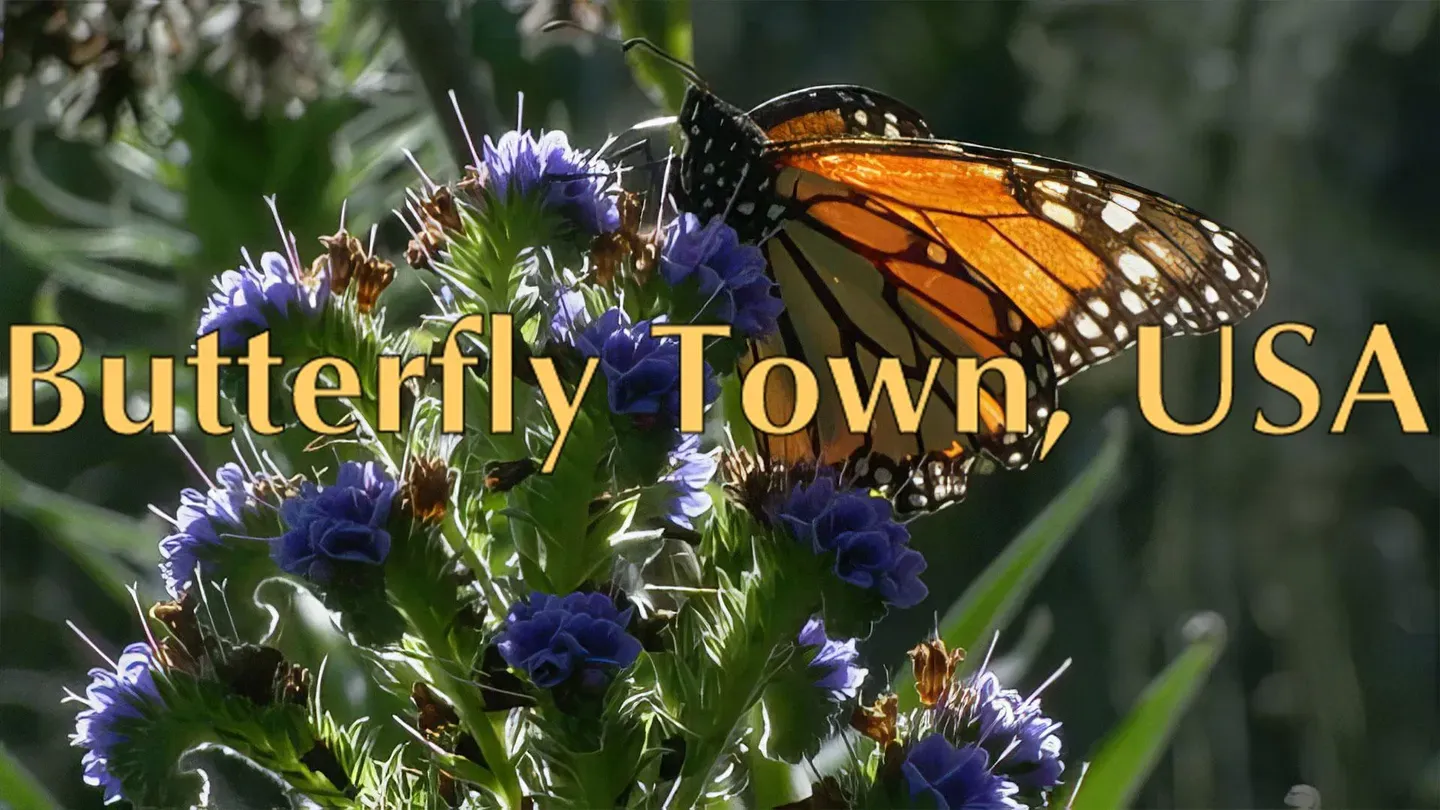 Butterfly Town, USA