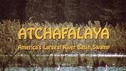 Atchafalaya: America’s Largest River Basin Swamp