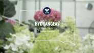 South Dakota Home Garden Hydrangeas