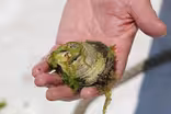 Green Seeker: The Mighty Oyster