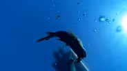 This simple device could save more deep-sea fish