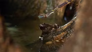 Unlikely Roommates: Frog Dad & Tiger Tarantula