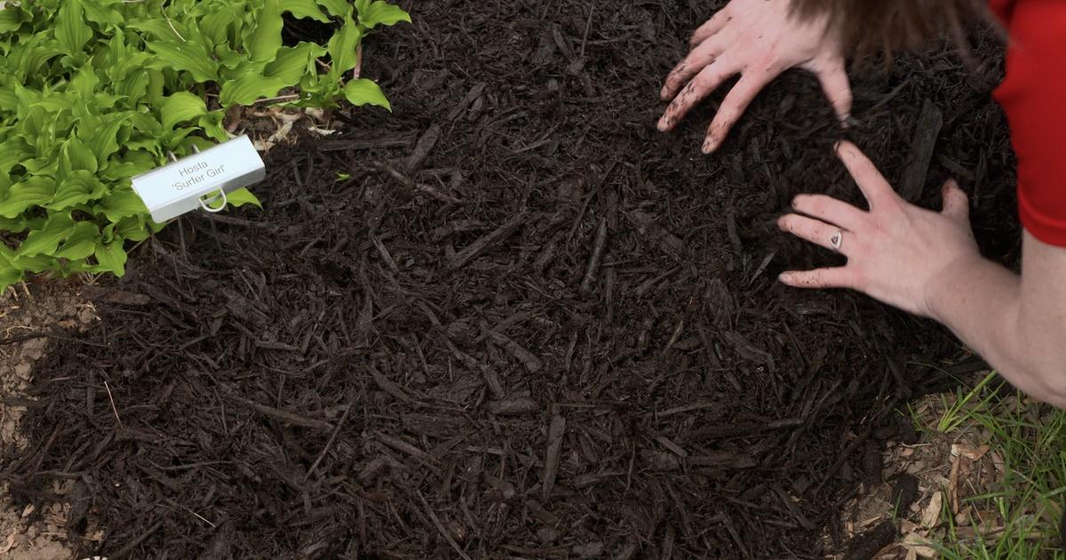 Backyard Farmer Mulch & Carpenter Ants PBS