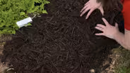 Mulch & Carpenter Ants