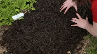 Mulch & Carpenter Ants