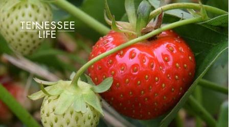 Video thumbnail: Tennessee Life Tennessee Life - 602 - Strawberries, Herbs & Appalachian Coo