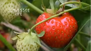 Tennessee Life - 602 - Strawberries, Herbs & Appalachian Coo