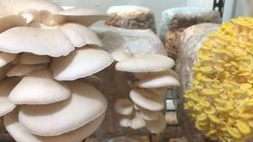Video thumbnail: SCI NC Mushrooms: foraging, cloning & cooking