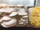 Mushrooms: foraging, cloning & cooking