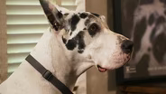 Iowa's Great Dane From the Big Screen: Bing and Bev Klingensmith