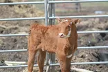 The Tupper Brothers Talk Cattle