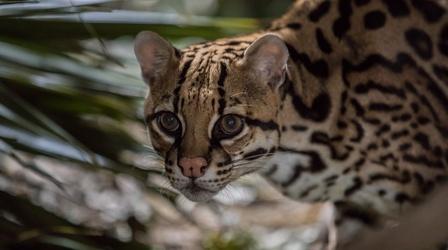 Video thumbnail: Nature Preview of American Ocelot