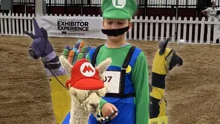 Llama Costume Contest