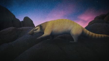 Video thumbnail: Eons When Mammals Only Went Out At Night