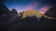 When Mammals Only Went Out At Night
