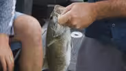 Bass Fishing, Black Bears