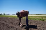 Trump considers farmer bailout as tariffs disrupt market