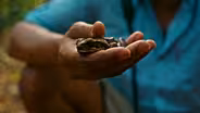 The Troublesome Cane Toad Invasion In Australia
