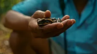The Troublesome Cane Toad Invasion In Australia