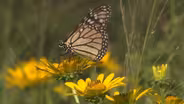 Monarch Butterfly - Danaus plexippus