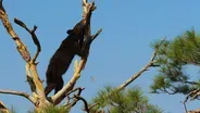 Sly Bear Steals From Woodpecker's Acorn Stash