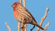 Backyard Bird Diner