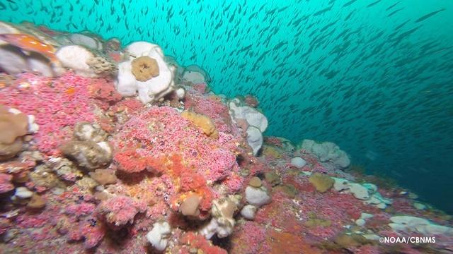 Changing Seas | The Cordell Bank: A National Treasure
