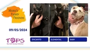 09/05/2024 |  Encanto, Elemental and Baby  | Mark's Furry Friends