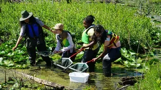 Dragonfly Detectives
