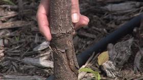 Video thumbnail: Backyard Farmer Backyard Farmer: Grafted Plants & Scale Insect Control