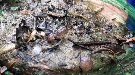Video thumbnail: Chicago Tonight Chicago-Area Researcher Searches for Amphibian Life
