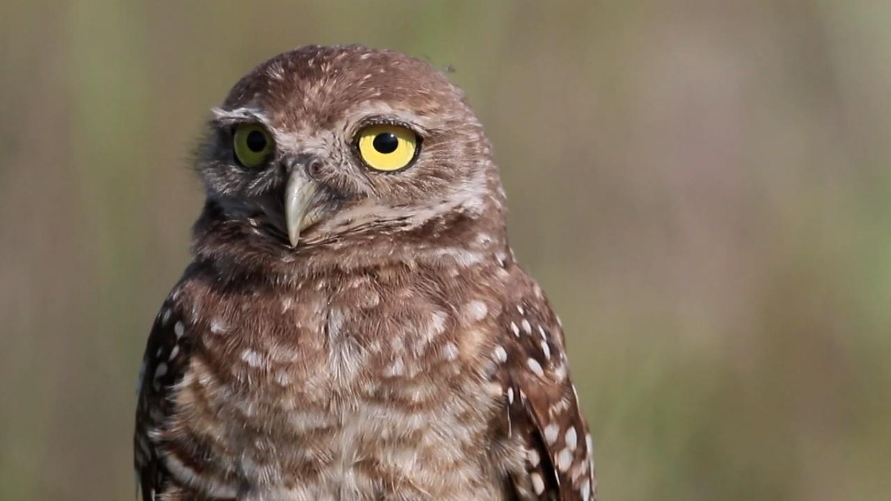 Untamed | Best of UNTAMED Season One: Snakes, Owls and Opossums