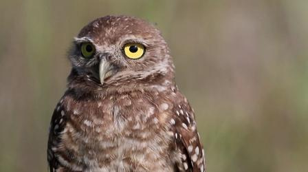 Video thumbnail: Untamed Best of UNTAMED Season One: Snakes, Owls and Opossums