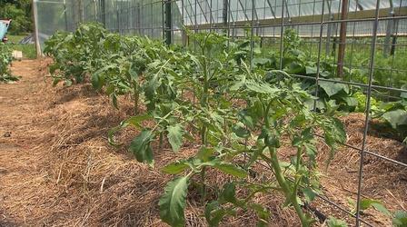Video thumbnail: Volunteer Gardener Volunteer Gardener 2611