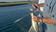 Tide-Driven Speckle Trout