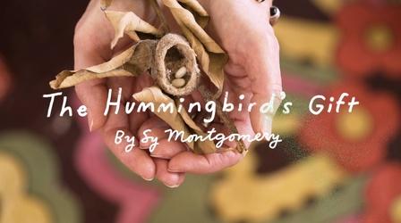 Video thumbnail: NHPBS Presents "The Hummingbird's Gift" by Sy Montgomery