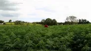 State officials hope hemp will be boon to NJ farming