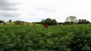 State officials hope hemp will be boon to NJ farming