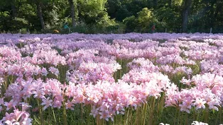 A Field of Flowers