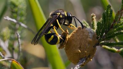 Wasps Feed Live Caterpillars to Young