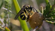 Wasps Feed Live Caterpillars to Young