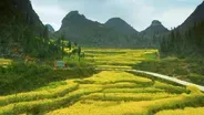 China’s Yellow Fields