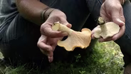Fast Forage: Hedgehog Mushroom